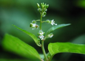 ミズタマソウ2184