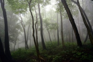 霧の森の中
