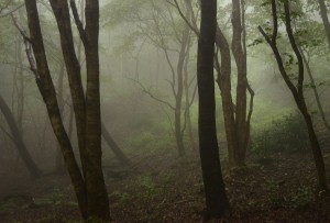 霧の森の中
