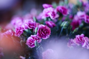 ガーデニング店の花