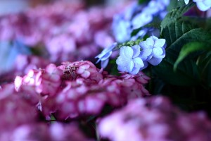 ガーデニング店の花