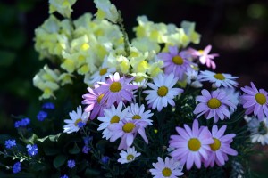 ガーデニング店の花