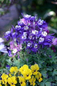 ガーデニング店の花