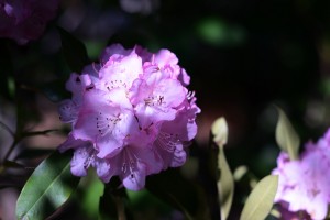 ガーデニング店の花