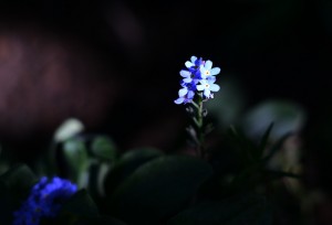 ガーデニング店の花