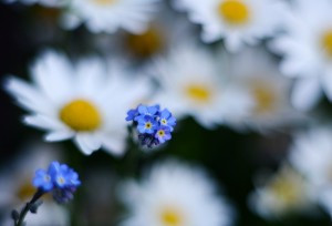 ガーデニング店の花