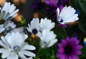 ガーデニング店の花