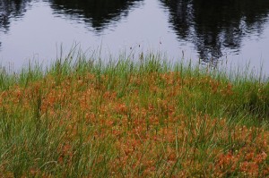 モウセンゴケ2004