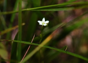 モウセンゴケ2063