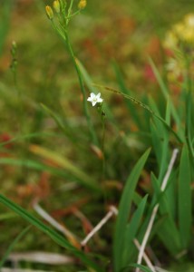 モウセンゴケ2073