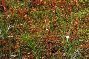 モウセンゴケ2078