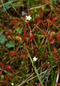 モウセンゴケ2083