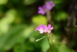 ムラサキカタバミ