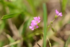 ムラサキカタバミ