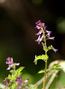 ムラサキケマン