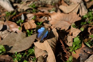 ムラサキシジミ