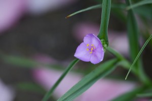 ムラサキツユクサ