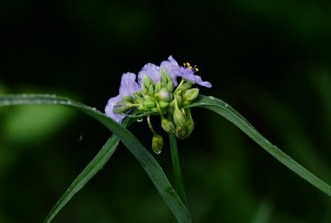 ムラサキツユクサ