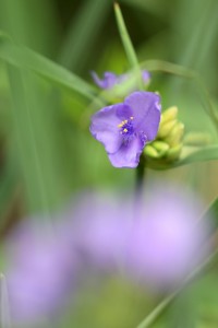 ムラサキツユクサ