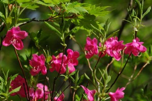 ムラサキヤシオツツジ