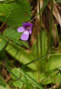 ムシトリスミレ