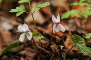 ナガバノスミレサイシン