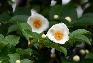 ナツツバキ
