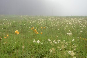 ニッコウキスゲ