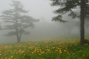 ニッコウキスゲ