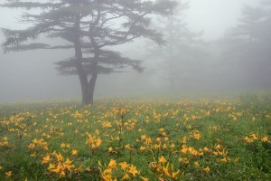 ニッコウキスゲ