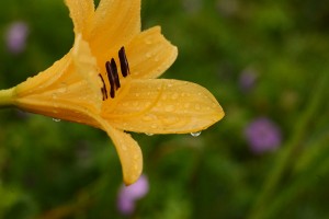 ニッコウキスゲ