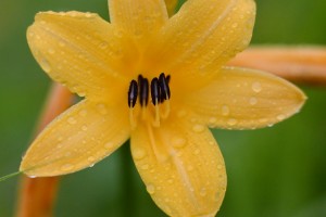 ニッコウキスゲ