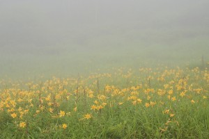 ニッコウキスゲ