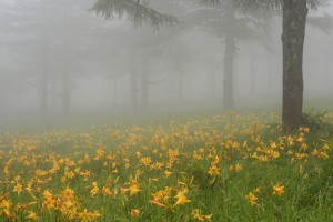 ニッコウキスゲ