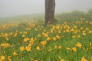 ニッコウキスゲ