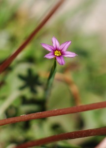 ニワゼキショウ