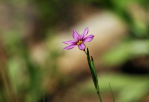 ニワゼキショウ