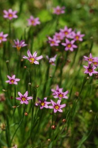 ニワゼキショウ