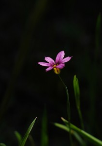 ニワゼキショウ