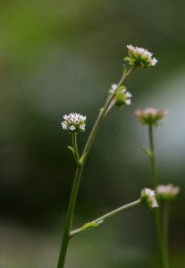 ノブキの花