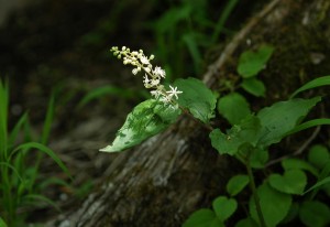 オオバユキザサ