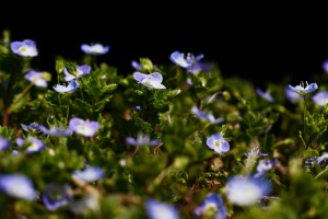 オオイヌノフグリ