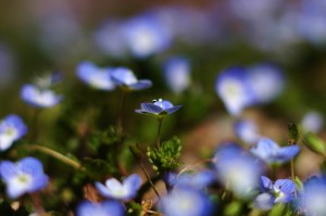 オオイヌノフグリ