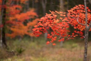 大清水の紅葉
