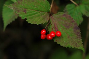 オトコヨウゾメ