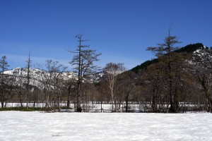 カラマツと雪原