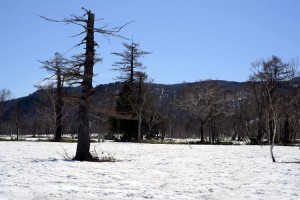 カラマツと雪原