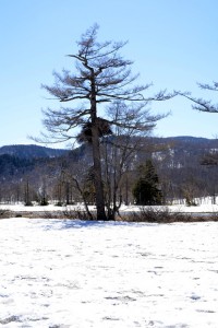 カラマツと雪原