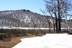 カラマツと雪原