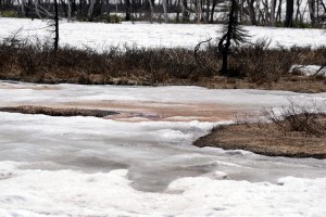 尾瀬ヶ原の斑雪